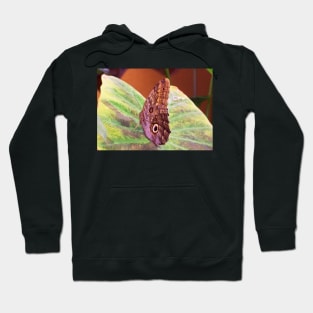 The Magnificent Owl Butterfly Hoodie